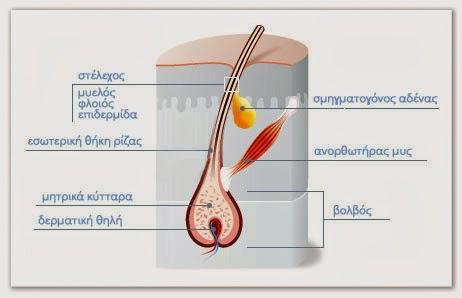 υφίστανται κερατινοποίηση.