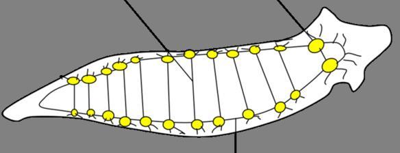 3. ΦΥΛΟ: ΠΛΑΤΥΕΛΜΙΝΘΕΣ (Platyhelminthes) - Μορφή και λειτουργία (Νευρικό σύστημα) - Ύπαρξη υποδερμικού νευρικού πλέγματος. - 1-5 ζεύγη επιμήκων νευρικών σχοινίων που σχηματίζουν πλέγμα (μορφή σκάλας).