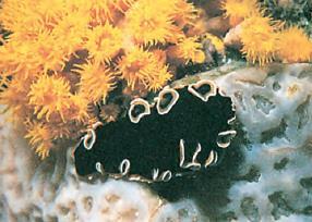 3. ΦΥΛΟ: ΠΛΑΤΥΕΛΜΙΝΘΕΣ (Platyhelminthes) - Ομοταξία/Κλάση: Στροβιλιστικοί - Κυρίως ελεύθερα (5 mm - 50 cm) σκουλήκια που απαντούν στη θάλασσα, στα γλυκά νερά και στη