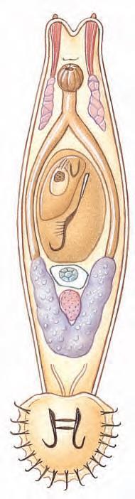 3. ΦΥΛΟ: ΠΛΑΤΥΕΛΜΙΝΘΕΣ (Platyhelminthes) - Ομοταξία/Κλάση: Μονογενείς - Διαθέτουν σύστημα προσκόλλησης (οπισθάπτορας) με άγκιστρα στο οπίσθιο τμήμα του σώματος τους (κοινό γνώρισμα με τους Κεστώδεις).