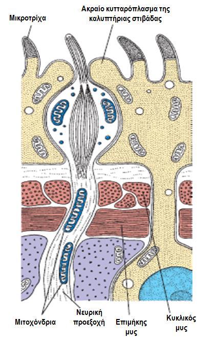 3. ΦΥΛΟ: ΠΛΑΤΥΕΛΜΙΝΘΕΣ (Platyhelminthes) - Ομοταξία/Κλάση: Κεστώδεις/ταινίες - Μακρύ πεπλατυσμένο σώμα, χωρίς α) πεπτικό σύστημα και β) ανεπτυγμένα αισθητήρια όργανα.