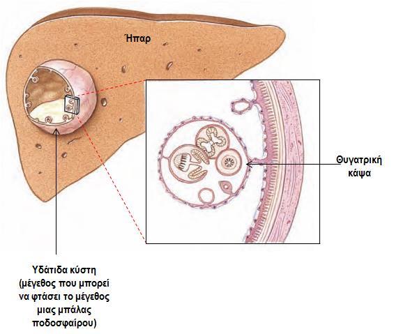 3. ΦΥΛΟ: ΠΛΑΤΥΕΛΜΙΝΘΕΣ (Platyhelminthes) - Ομοταξία/Κλάση: Κεστώδεις/ταινίες Echinococcus granulosus (η ταινία των σκύλων).