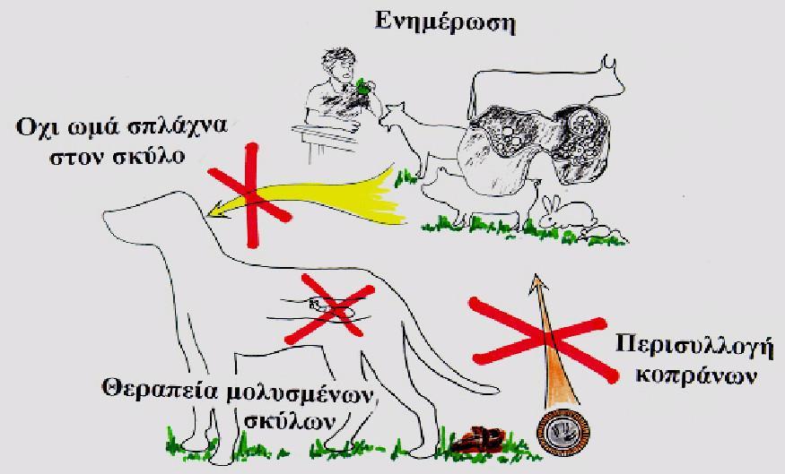 3. ΦΥΛΟ: ΠΛΑΤΥΕΛΜΙΝΘΕΣ (Platyhelminthes) - Ομοταξία/Κλάση: Κεστώδεις/ταινίες Echinococcus granulosus (η ταινία των σκύλων).