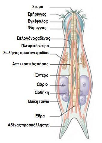 4. ΦΥΛΟ: ΓΑΣΤΕΡΟΤΡΙΧΑ (Gastrotricha)/ 400-450 είδη Μορφή & Λειτουργία - Λοβωτό κεφάλι με βλεφαρίδες και επιμηκυσμένη ή/και δισχιδής ουρά.