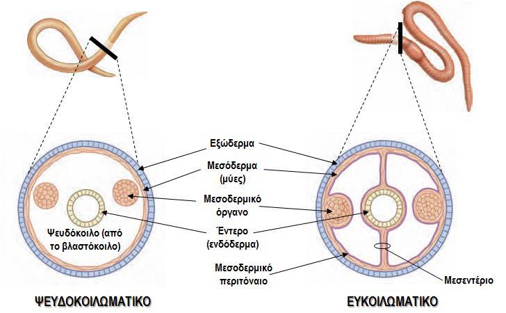 1. ΓΕΝΙΚΕΣ ΑΡΧΕΣ - ΕΙΣΑΓΩΓΗ Τα τυπικά Ακοιλωματικά φέρουν ένα εσωτερικό χώρο, την πεπτική κοιλότητα (εξαίρεση ορισμένα μέλη των Ακοιλομόρφων που δεν φέρουν πεπτική κοιλότητα).