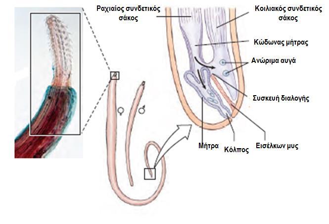 8. ΦΥΛΟ: ΑΚΑΝΘΟΚΕΦΑΛΑ (Acanthocephala)/ >1000 είδη ( 2 Σύνδερμα/Syndermata) Μορφή & Λειτουργία - Συγκυτιακό τοίχωμα σώματος με διάτρητη επιφάνεια (αύξηση επιφάνειας σωματικού καλύμματος).