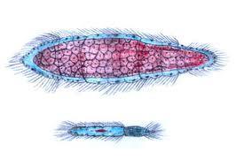 9. ΦΥΛΟ: ΜΕΣΟΖΩΑ (Mesozoa) - Μικροσκοπικά, βλεφαριδοφόρα, σκωληκοειδή ζώα. - Παρασιτικά και/ή συμβιωτικά σε θαλάσσια ασπόνδυλα (μήκος 0,5-7 mm).