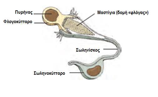 3. ΦΥΛΟ: ΠΛΑΤΥΕΛΜΙΝΘΕΣ (Platyhelminthes) - Μορφή και λειτουργία (Απέκκριση & ωσμορρύθμιση) - Ύπαρξη πρωτονεφριδίων σε Πλατυέλμινθες (απεκκριτικά και ωσμορυθμιστικά όργανα).