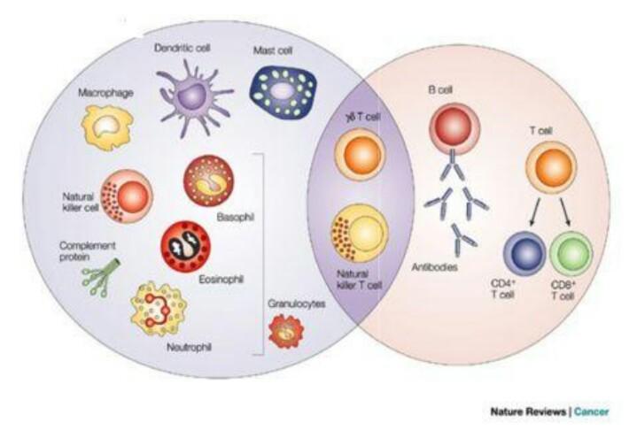 32 Εικόνα 16. Τα κύτταρα του ανοσοποιητικού συστήματος. β.
