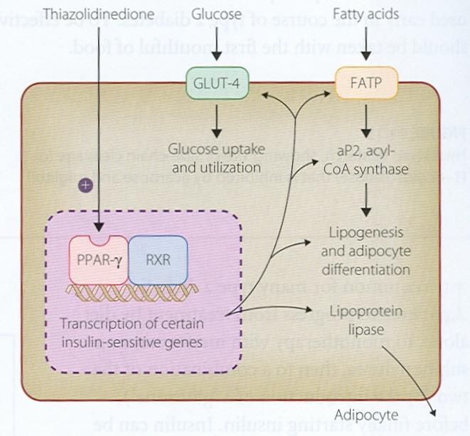 Mechanism of Action of Thiazolidinediones