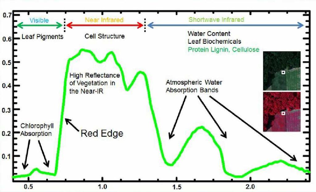 nm (κόκκινο) και της σχετικά λιγότερης απορρόφησης στα πράσινα µήκη κύµατος (550 nm), (εικόνα 3).