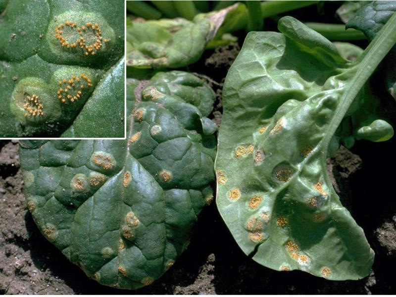 Σκωριάσεις Τεύτλων (2) Puccinia subnitens. Ετερόοικος, μακροκυκλική.