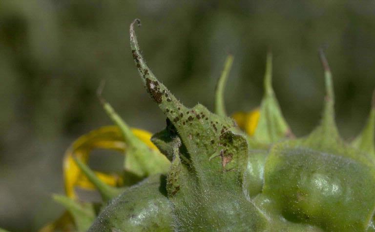 Σκωρίαση ηλίανθου (1) Puccinia helianthi Αυτόοικος, μακροκυκλική.