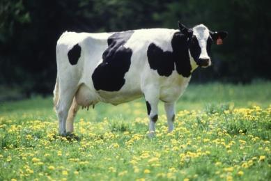 Λίπος γάλακτος (β) Οι δύο κύριες φυλές που χρησιμοποιούνται για την παραγωγή αγελαδινού γάλακτος:
