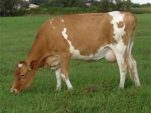 Στη συγχρονισμένη αγελαδοτροφία (synchronized calving) στις αγελάδες Friesian-Holstein το λίπος