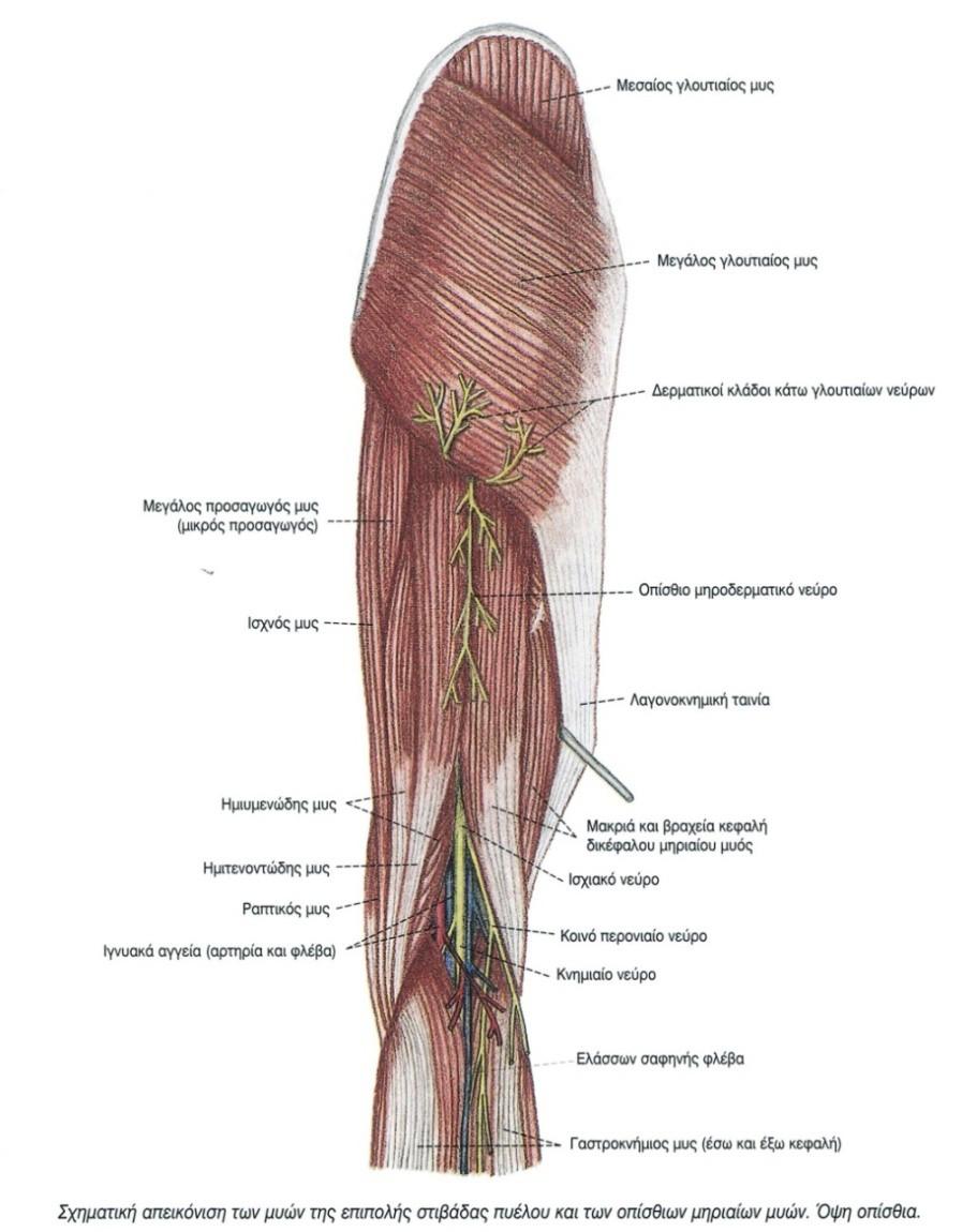 14 Γ. Οπίσθιοι μύες του μηρού Οι οπίσθιοι μηριαίου μύες, δηλαδή ο δικέφαλος μηριαίος, ο ημιτενοντώδης και ο ημιυμενώδης μυς, βρίσκονται στην οπίσθια χώρα του μηρού και το ανώτερο τμήμα τους