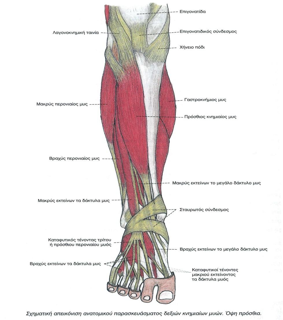 17 Α. Οι πρόσθιοι μύες της κνήμης Πρόσθιος κνημιαίος Ο πρόσθιος κνημιαίος είναι ένας μακρύς και πτερυγοειδής μυς που εκτείνεται κατά μήκος της έξω επιφάνειας του κνημιαίου οστού και έχει σχήμα