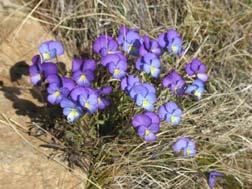 Hesperis theophrasti Borbás subsp. rechingeri (F.