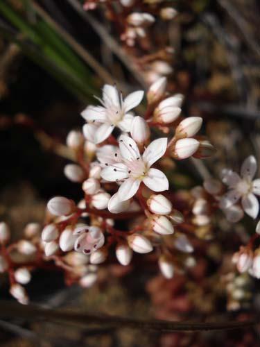 Asyneuma limonifolium (L.