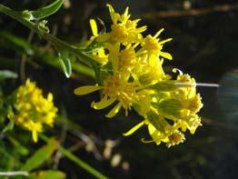 Solidago