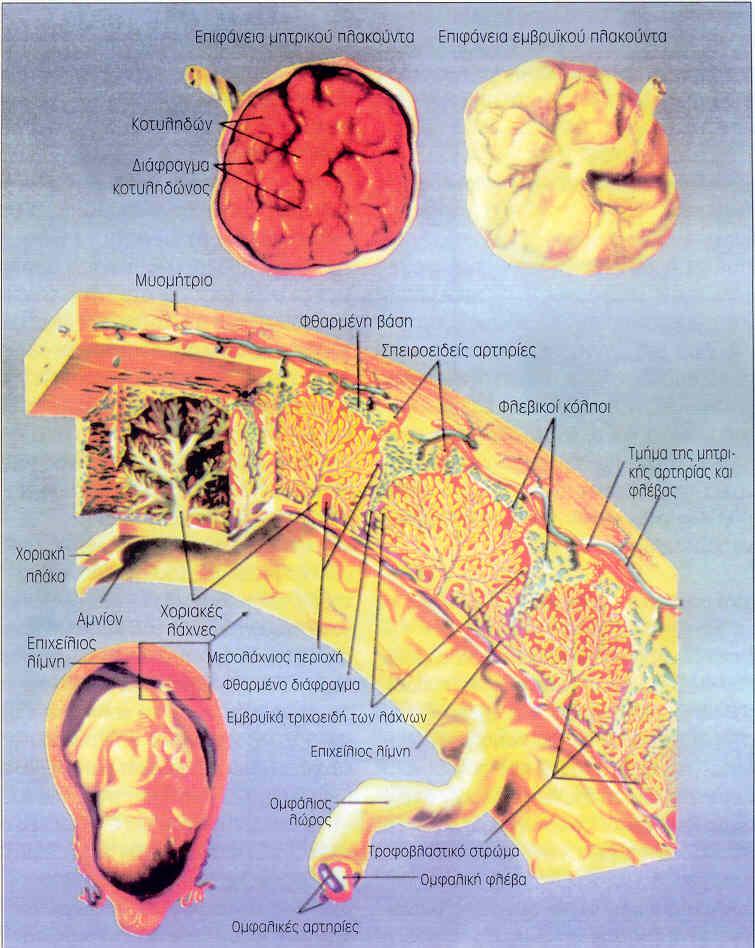 EIKONA 1 Η