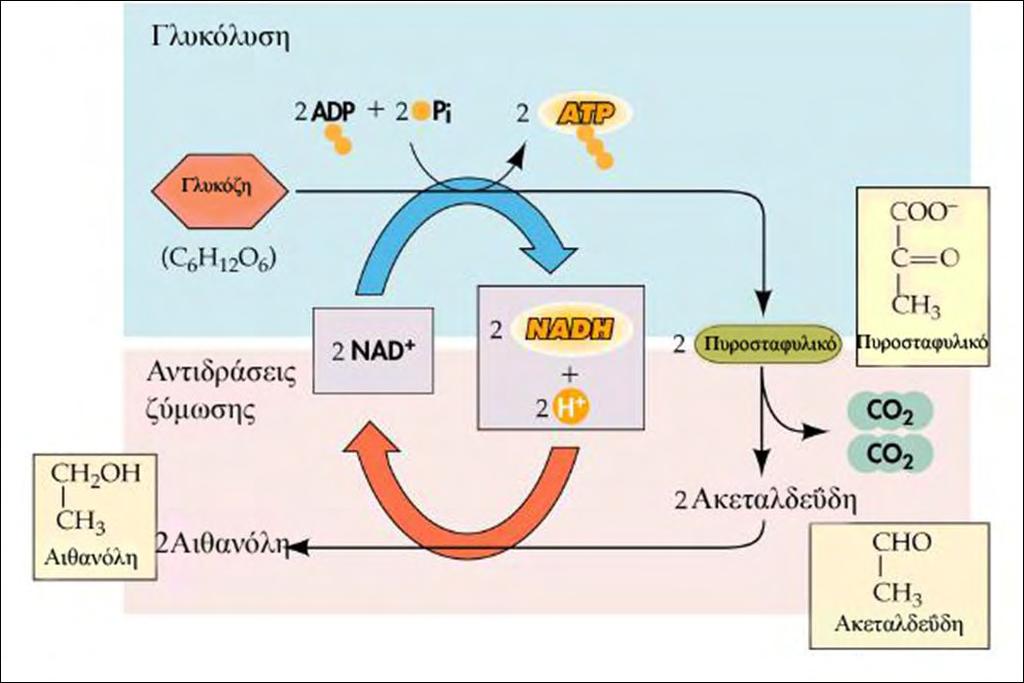Σχήμα 3: Αλκοολική ζύμωση 1.7.
