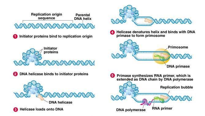 Στην αντιγραφή του DNA συνεργάζονται πολλά ένζυµα Chapter 3 slide 15 Peter J.