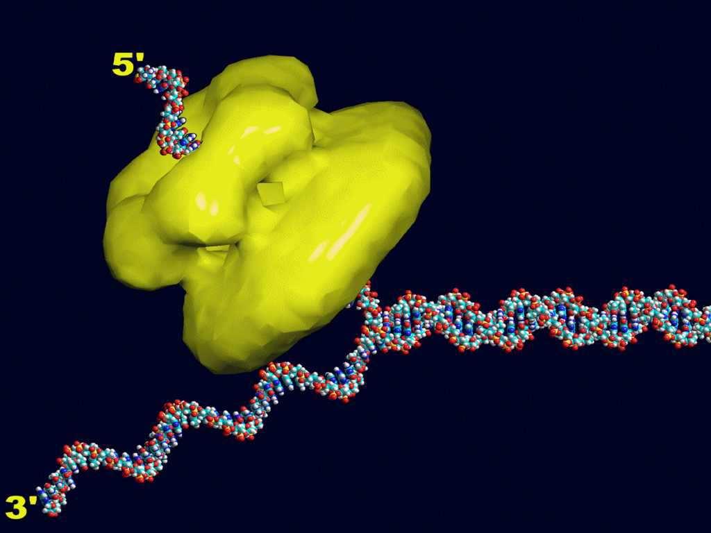 DNA ελικάσες Για να αρχίσει η αντιγραφή του DNA, είναι απαραίτητο να ξετυλιχθούν στις θέσεις έναρξης της αντιγραφής οι δύο αλυσίδες.