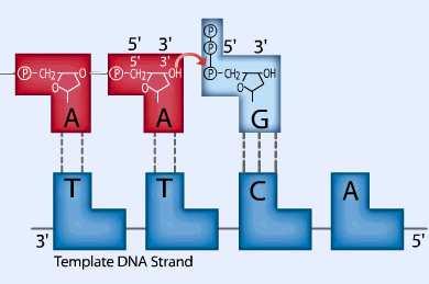 DNA πολυµεράσες Επειδή τα ένζυµα αυτά δεν έχουν την ικανότητα να αρχίσουν την αντιγραφή, το κύτταρο έχει το πριµόσωµα http://www.wiley.