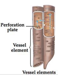 Κυρίως αγωγά στοιχεία αγγεία του ξύλου Στη μερική αποδόμηση τα γειτονικά κύτταρα των αγγείων του
