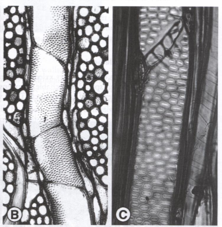 Abies sp.