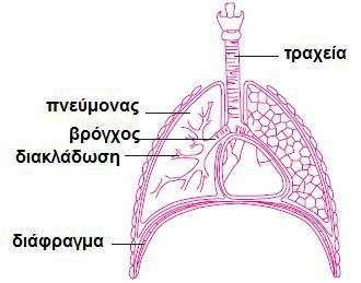 6. Πως μεταφέρονται τα αναπνευστικά αέρια από τους πνεύμονες στα κύτταρα και αντίστροφα; Το οξυγόνο που εισέρχεται στο αίμα δεσμεύεται από την αιμοσφαιρίνη των ερυθρών αιμοσφαιρίων.