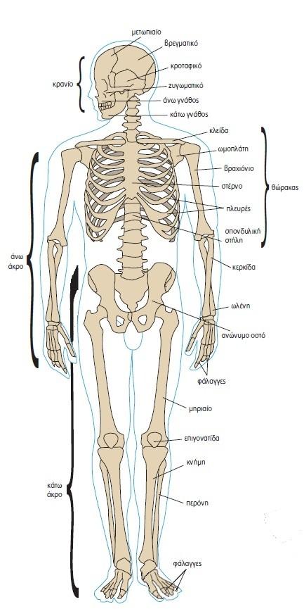 6. Ποια είναι τα οστά του θώρακα;