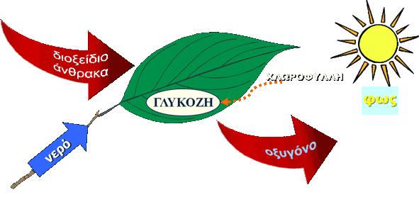 2.ΕΠΑΝΑΛΗΨΗ ΣΤΗ ΦΩΤΟΣΥΝΘΕΣΗ ΚΑΙ ΣΤΟ ΠΕΠΤΙΚΟ ΣΥΣΤΗΜΑ ΤΟΥ ΑΝΘΡΩΠΟΥ (2.1&2.4) ΕΡΩΤΗΣΕΙΣ-ΑΠΑΝΤΗΣΕΙΣ 1. Πως τα φυτά παράγουν την τροφή τους; Να περιγράψετε αυτή τη διαδικασία.