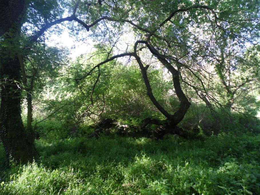 Εικόνα 28: Οικότοπος με