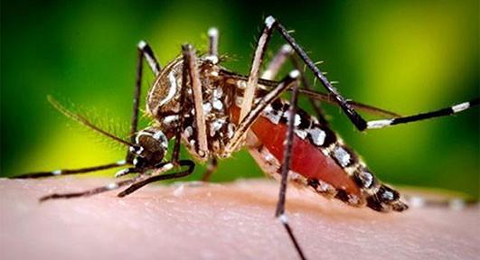 Dataset=284 Στους ταξιδιώτες που επιστρέφουν από περιοχές ενδημικές σε κουνούπια Ae des Συνίσταται η χρήση εντομοαπωθητικών για τρεις εβδομάδες Ο ιός Zika μοιάζει με τον ιό που προκαλεί το Δάγκειο