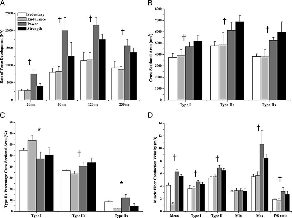 FIGURE 1 Isometric leg press RFD (A), vastus lateralis muscle fiber CSA (B), percentage muscle fiber CSA (C), and MFCV (D), among sedentary individuals, endurance runners, and power- and