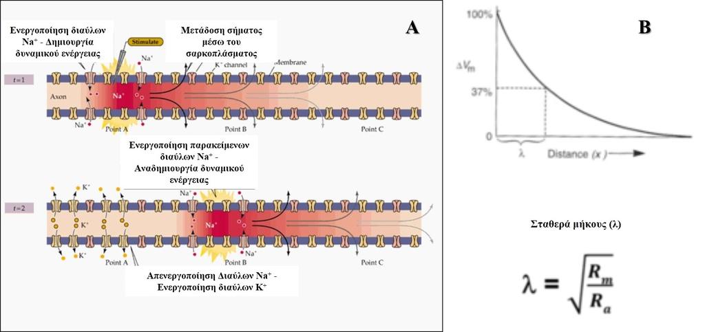 Ανασκόπηση βιβλιογραφίας της μείωσης του μεγέθους του ηλεκτρικού σήματος κατά μήκος της ίνας και υπολογίζεται μέσα από την παρακάτω εξίσωση (Blaustein & Lederer, 1999; Clausen, 1986; Engel &