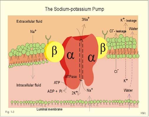 Ανασκόπηση βιβλιογραφίας Σχήμα 2.15. Δομή των υποομάδων της αντλίας Na + - K + - ATPάσης (Clausen, 2003). ισομορφές της α-υποομάδας φαίνεται να εκφράζονται το ίδιο και στους 2 τύπους των ινών.
