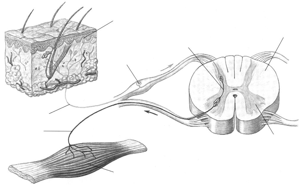 1.Receptori musculari: fusurile neuromusculare si organele tendinoase Golgi. 2.Receptori articulari: corpusculi Ruffini, Golgi- Mazzoni si Vater- Pacini.