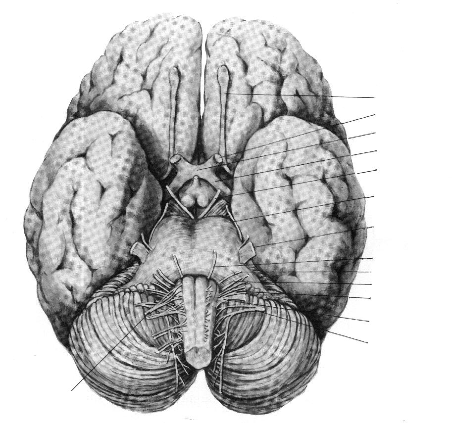 NERVII CRANIENI Sunt 12 perechi, cu originea aparenta si reala in encefal. Se grupeaza in nervi senzitivi: I, II, VIII, motori: III, IV, VI, XI si XII si micsti:v, VII, IX, X.