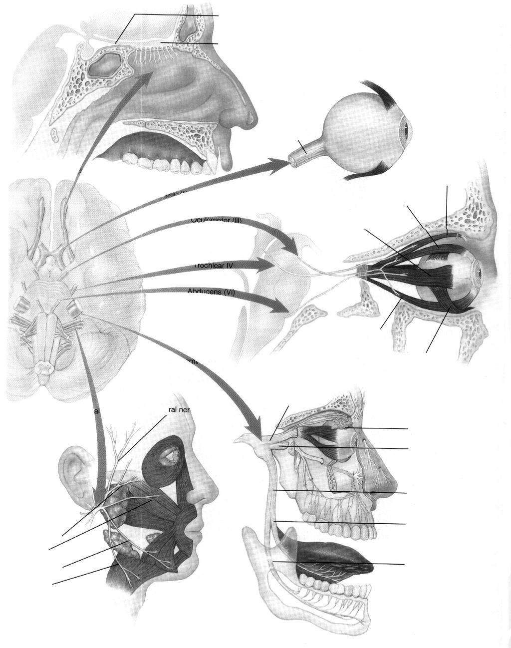 (perechea IV), trigemenul (perechea V), abductus sau oculomotor extern (perechea VI), facialul (perechea VII), acustico-vestibularul (perechea VIII), gloso-faringianul (perechea IX), pneumogastricul