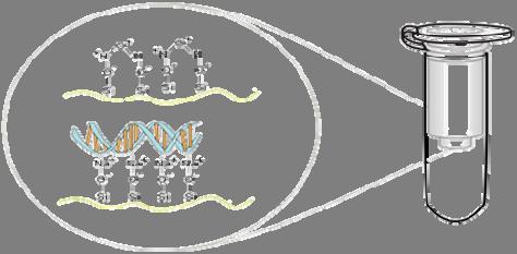 παραμένει σε διαλυτή μορφή ενώ το χρωμοσωμικό DNA, που είναι πολύ μεγάλο για να μπορέσει να επαναδιαταχθεί σωστά, παραμένει σε σύμπλεγμα με πρωτεΐνες, SDS και λιπίδια και έτσι μπορεί να απομακρυνθεί