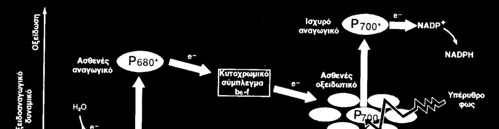 και φωτεινές αντιδράσεις Φωτοσύστηµα ΙΙ (PSII) Χρωστική Ρ680,