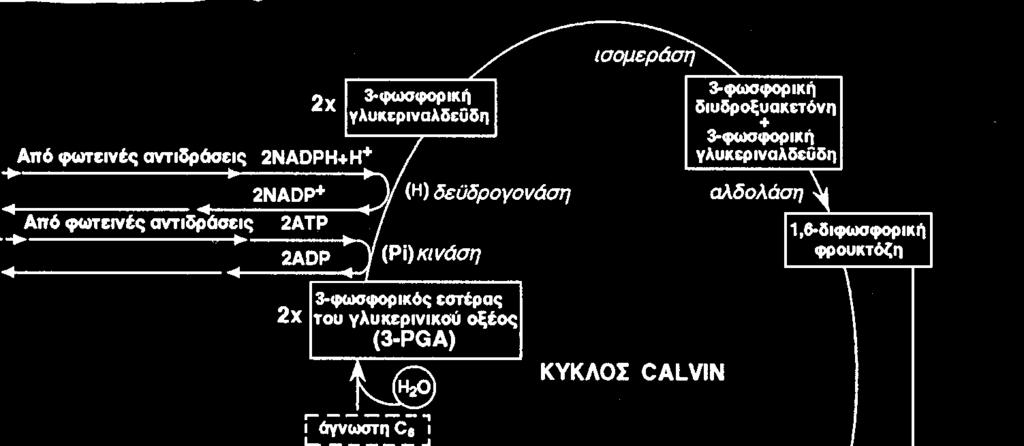 Η + από τις φωτεινές αντιδράσεις