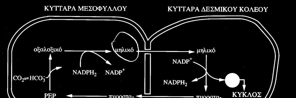 3-φωσφορικός εστέρας του