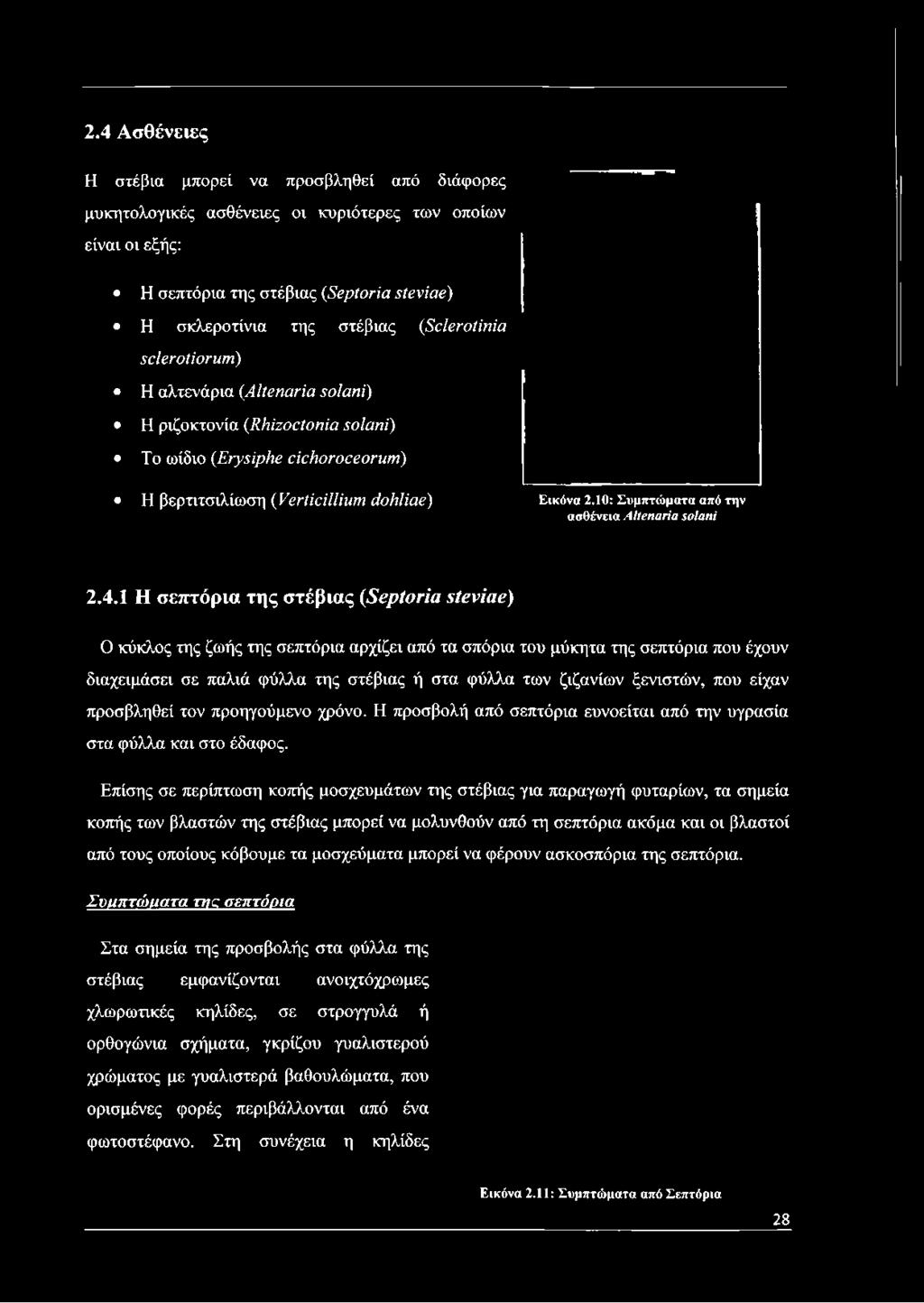 βερτιτσιλίωση (Verticillium dohliae) Εικόνα 2.10: Συμπτώματα από την ασθένεια Altenaria solani 2.4.