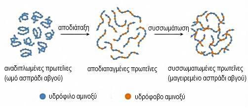 Αποδιάταξη και συσσωμάτωση πρωτεΐνης σε μοριακό επίπεδο. Ανάκτηση και προσαρμογή από: http://bitesizedbiology.tumblr.
