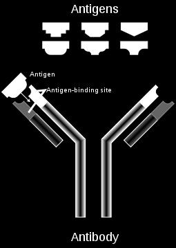 Αντιγόνο:Η ξένη ουσία που προκαλεί την ανοσοβιολογική απόκριση (ικανότητα του οργανισμού να αναγνωρίζει οποιαδήποτε ξένη προς αυτόν ουσία και να αντιδρά παράγοντας εξειδικευμένα κύτταρα και κυτταρικά