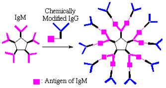 Συμπλέγματα IgG και IgM με τη